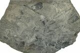 Pennsylvanian Fossil Flora Plate - Kentucky #255682-1